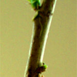 A Sprouting Bud