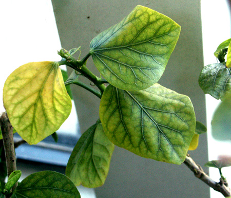 Chlorosis at the tips of branches in the youngest leaves is usually caused by a deficiency of iron