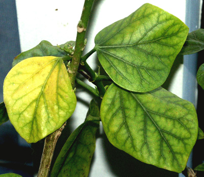 Chlorotic Leaves - A Sign of Mineral Deficiency